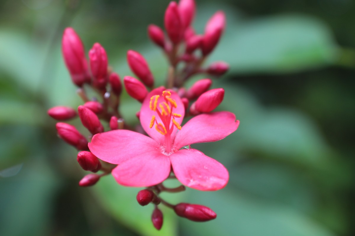 Jatropha integerrima Jacq.